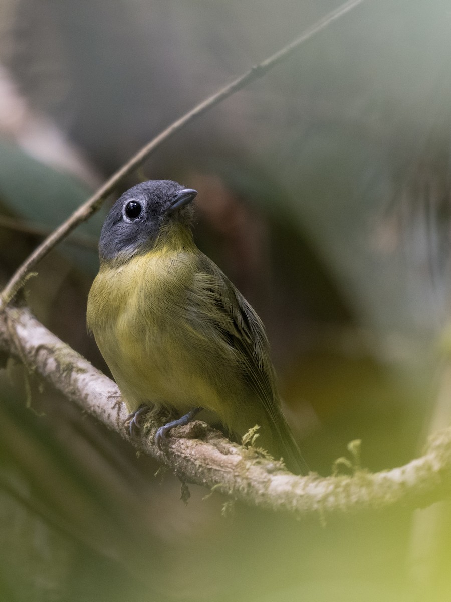 Gray-headed Piprites - ML645595801