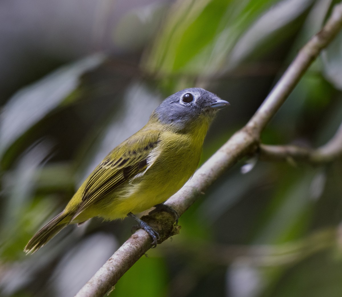 Gray-headed Piprites - ML645595802