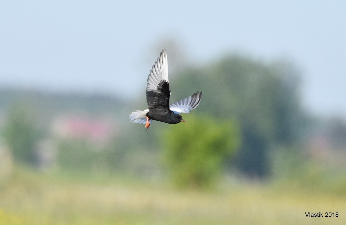White-winged Tern - ML645595804