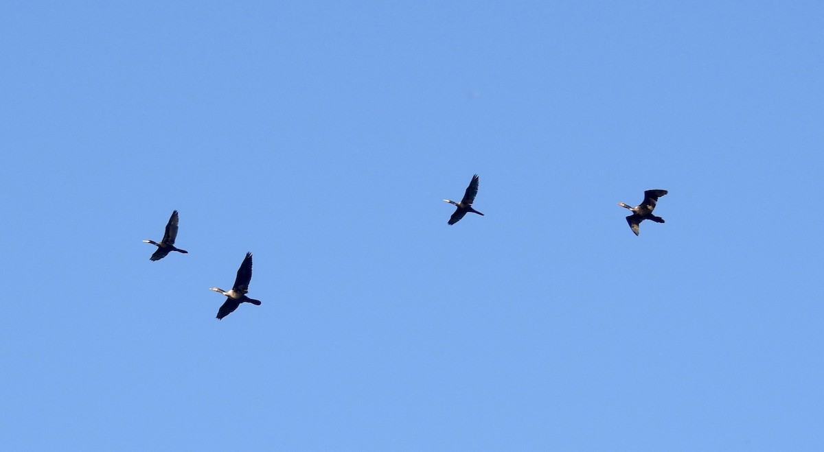 Double-crested Cormorant - ML645595805