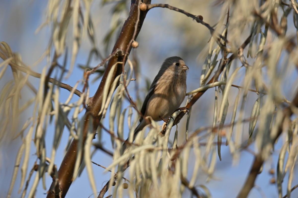 Long-tailed Rosefinch - ML645595806
