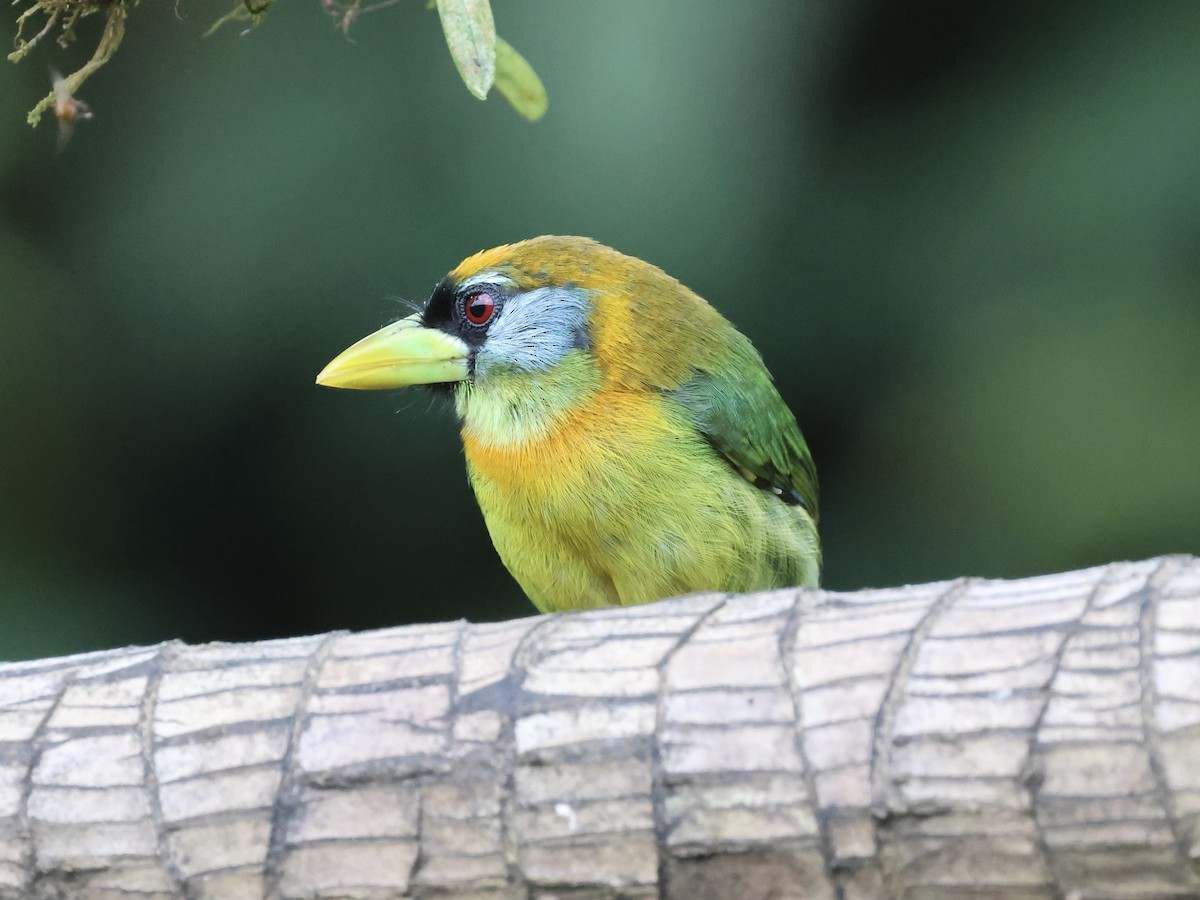 Red-headed Barbet - ML645595807