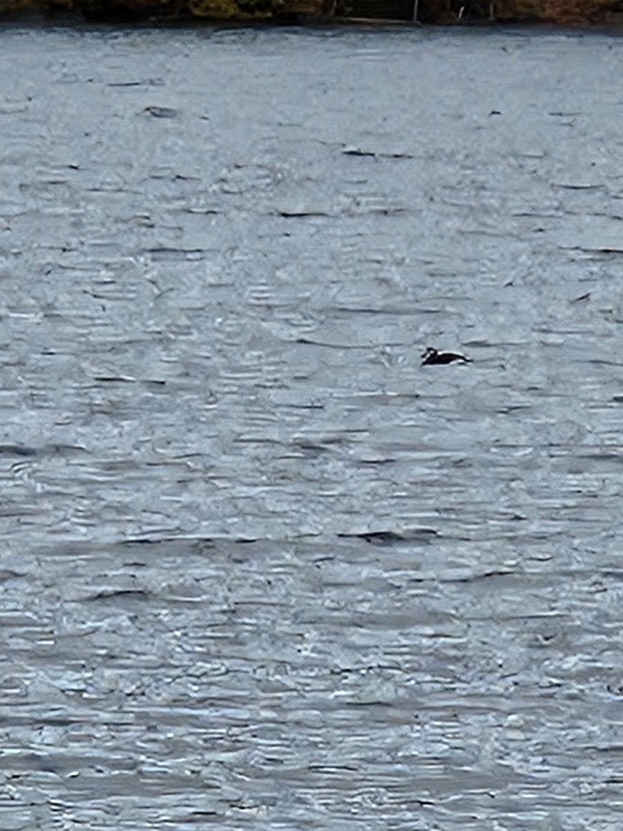 Long-tailed Duck - ML645595809