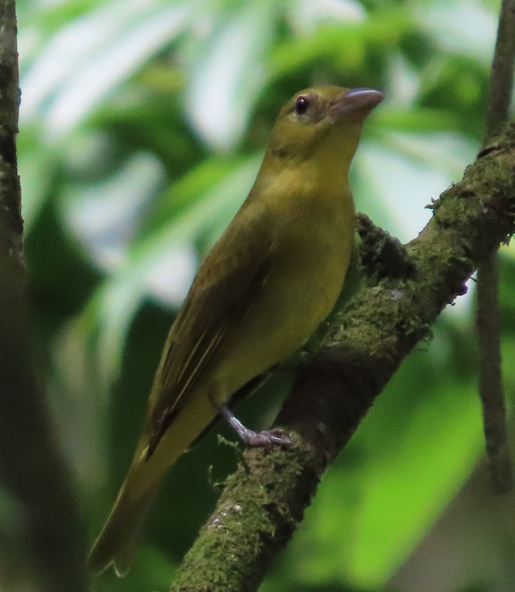 Summer Tanager - ML645595810