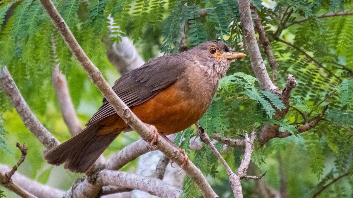 Rufous-bellied Thrush - ML645595811