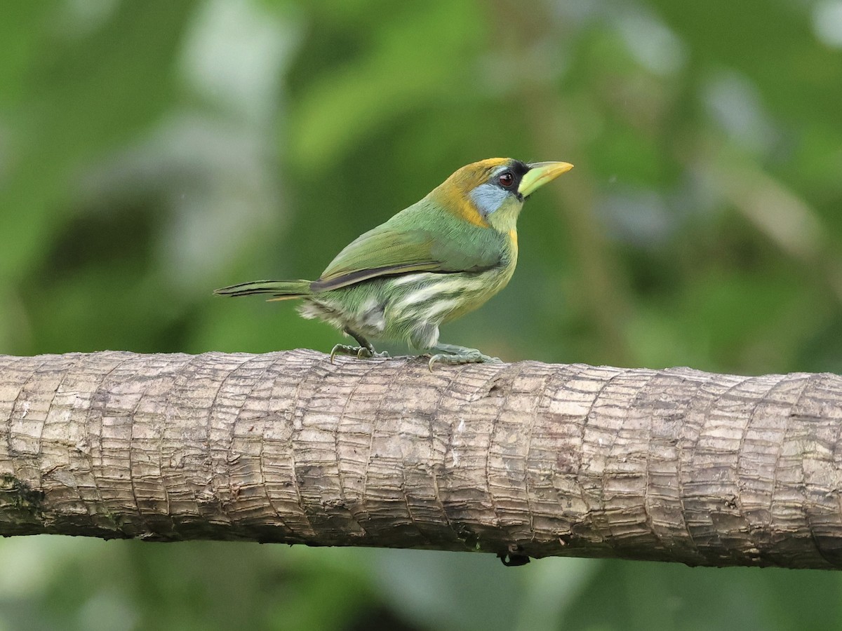 Red-headed Barbet - ML645595812