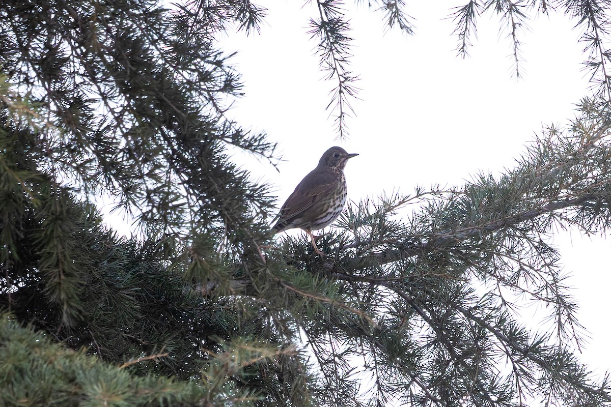 Song Thrush - ML645595814