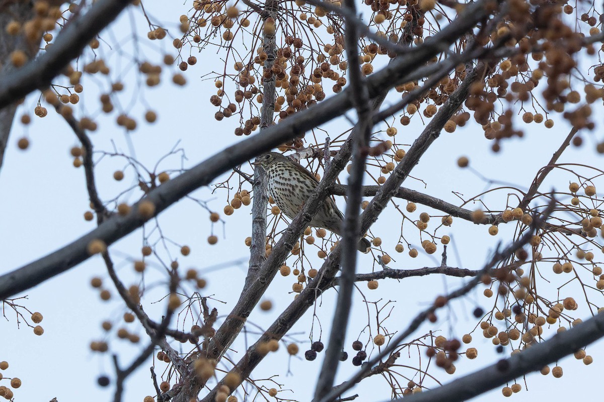 Song Thrush - ML645595815