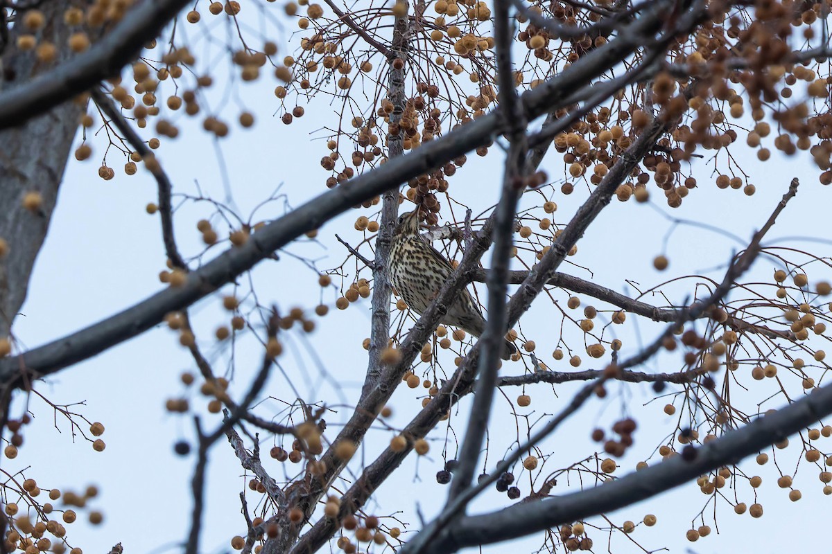 Song Thrush - ML645595816