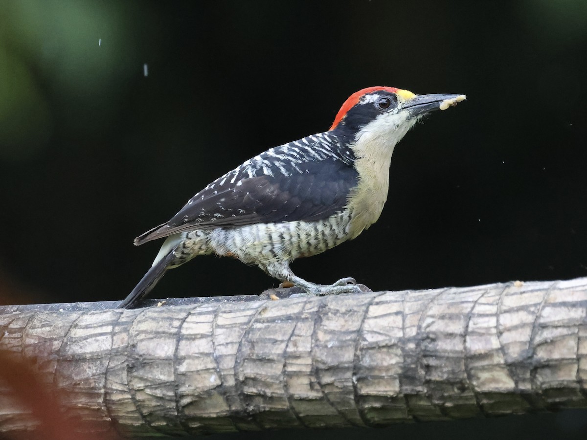 Black-cheeked Woodpecker - ML645595817