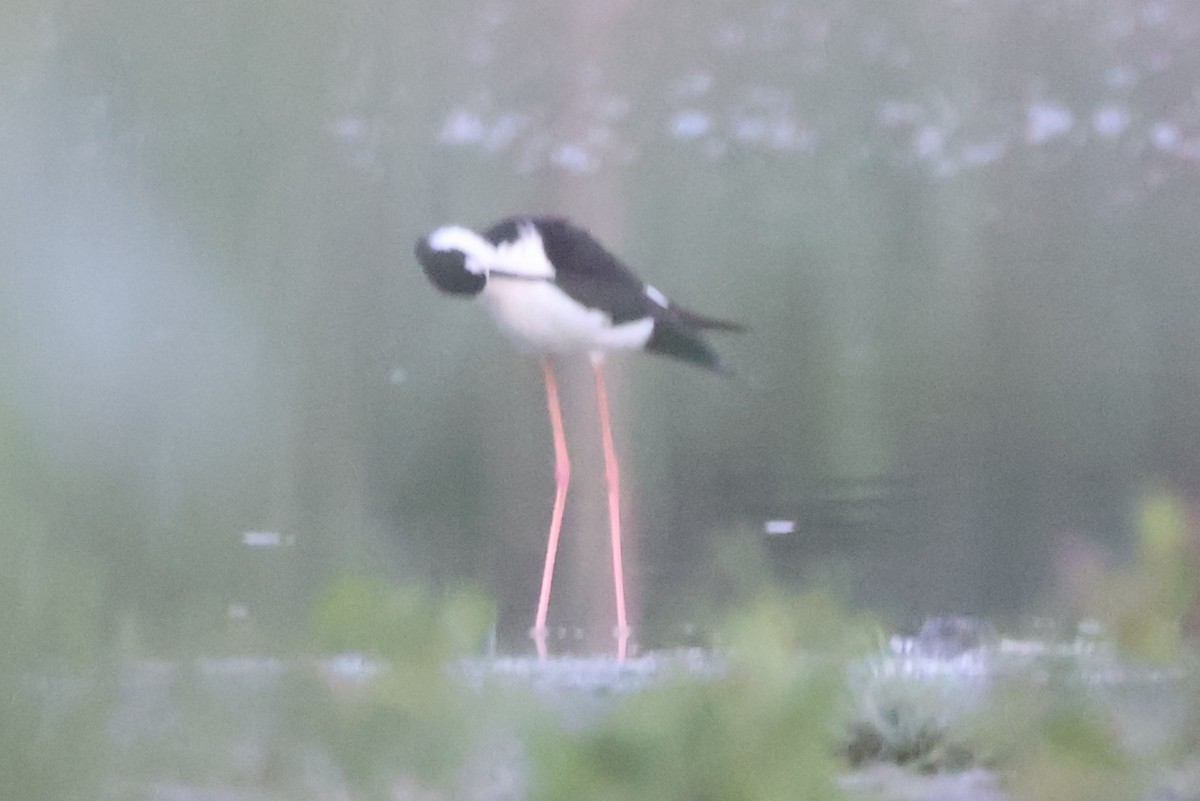 Black-necked Stilt - ML645595818
