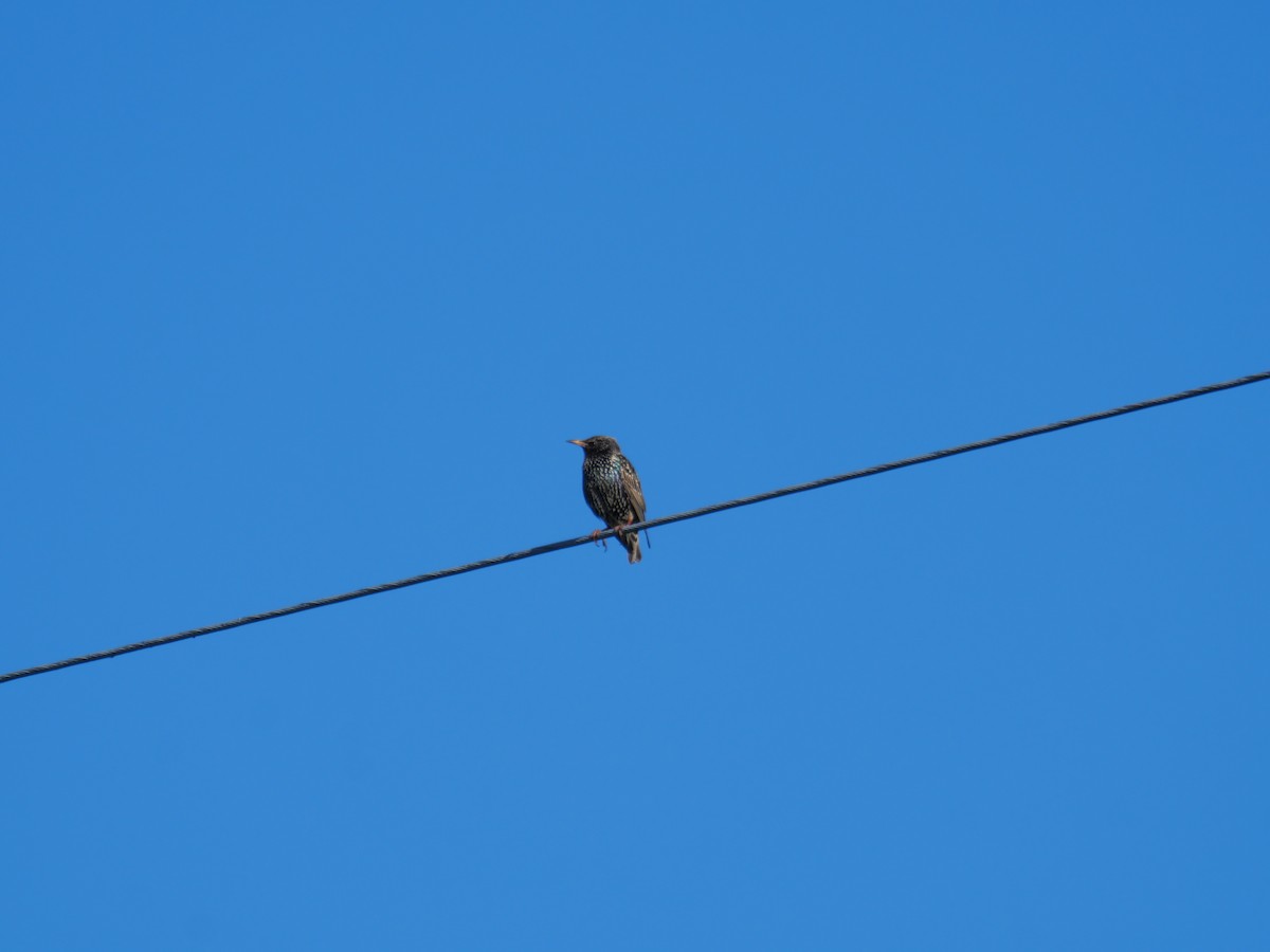 European Starling - ML645595819