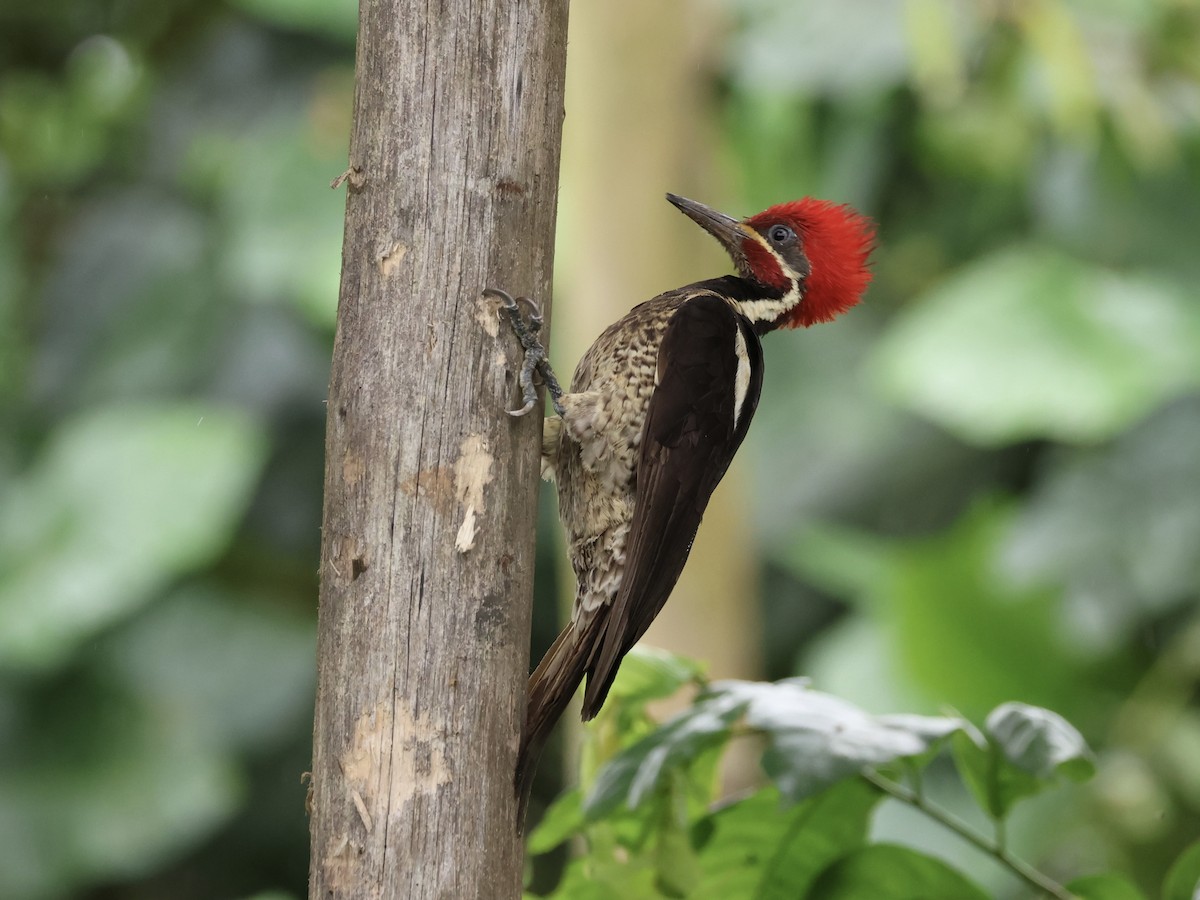 Lineated Woodpecker - ML645595823