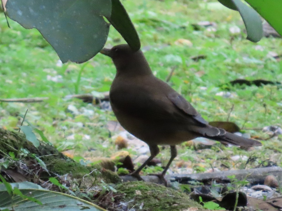Clay-colored Thrush - ML645595825