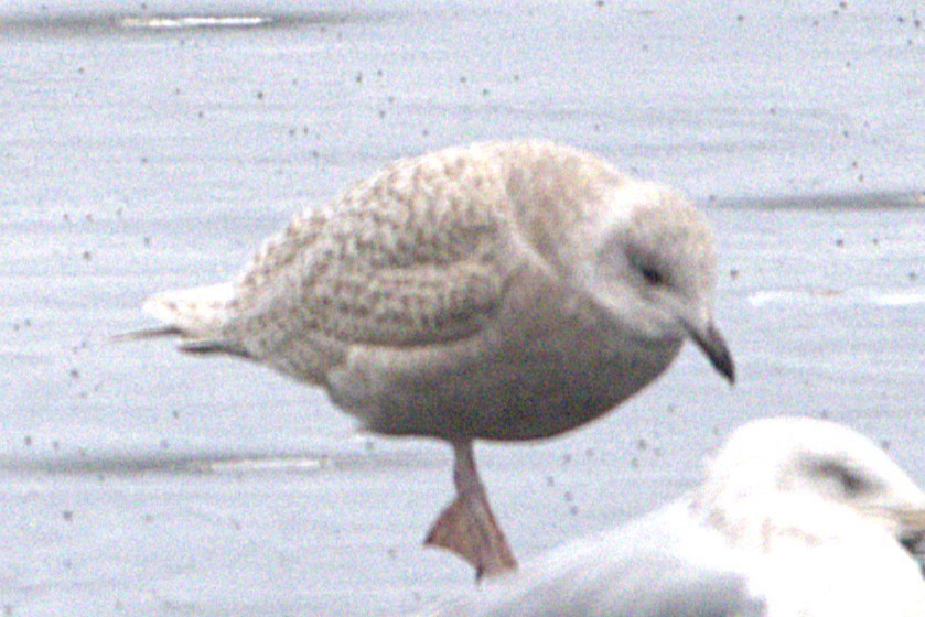 アイスランドカモメ - ML645595828