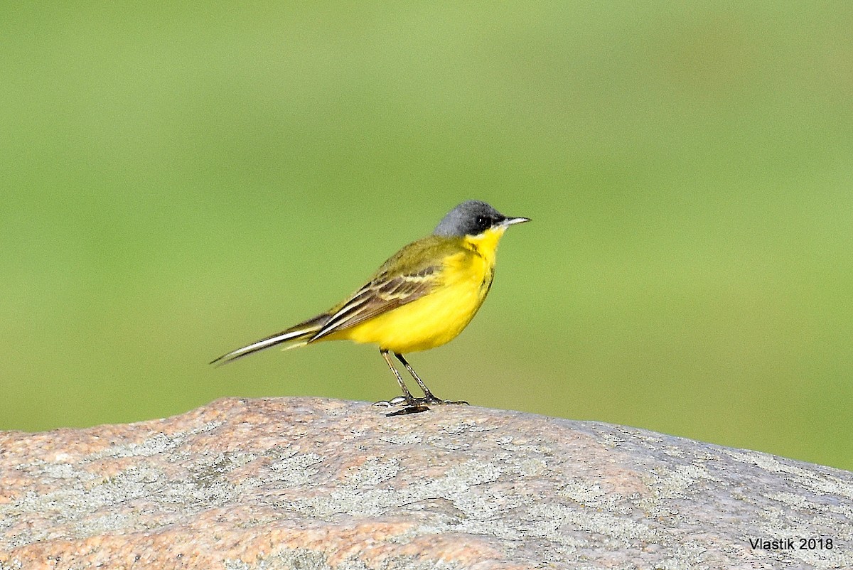 Western Yellow Wagtail - ML645595833