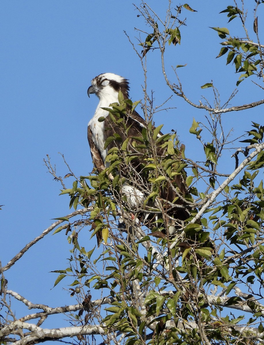 orlovec říční - ML645595856