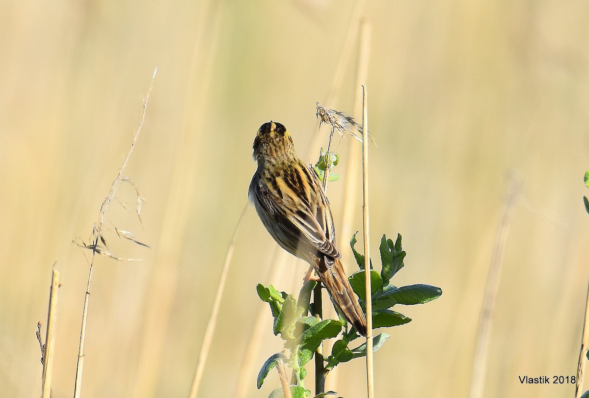 Aquatic Warbler - ML645595857