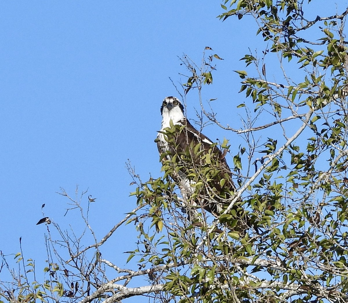 orlovec říční - ML645595859