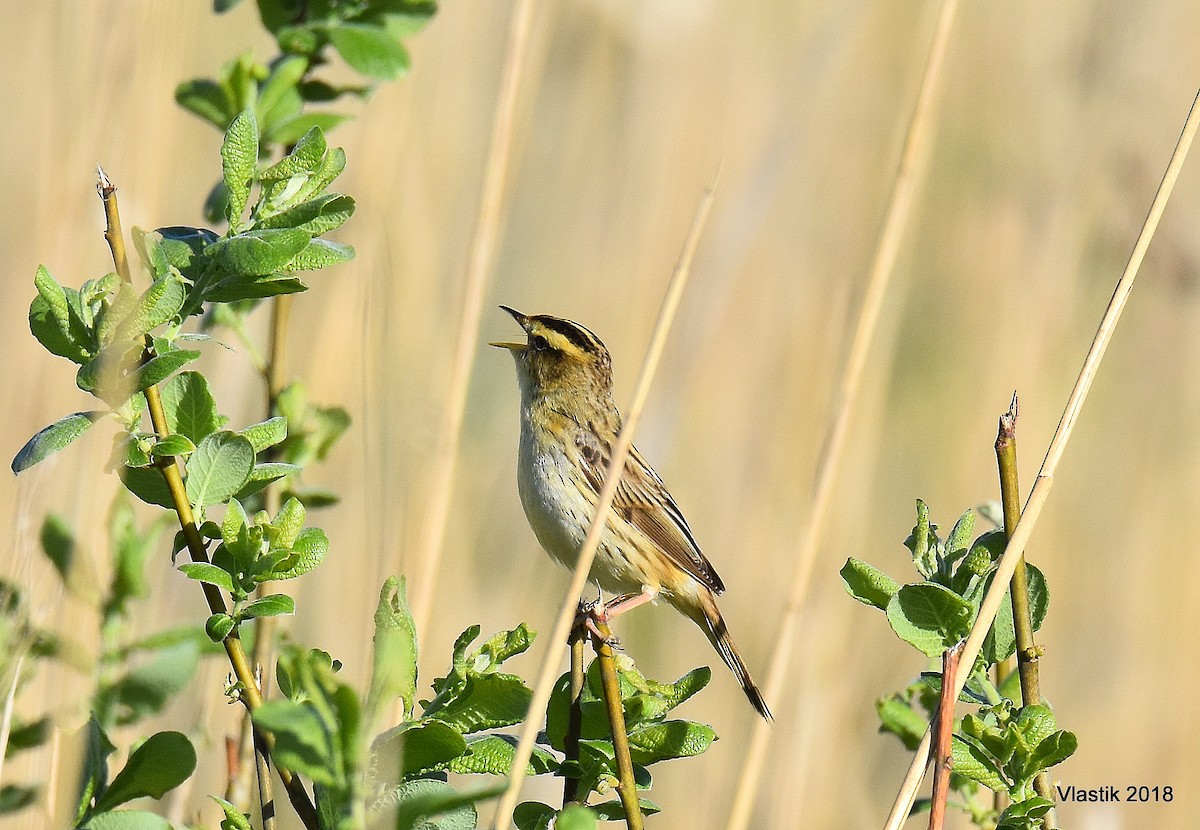 Aquatic Warbler - ML645595870