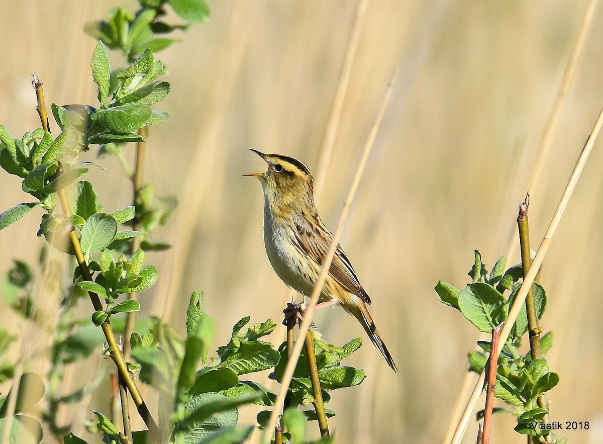 Aquatic Warbler - ML645595876
