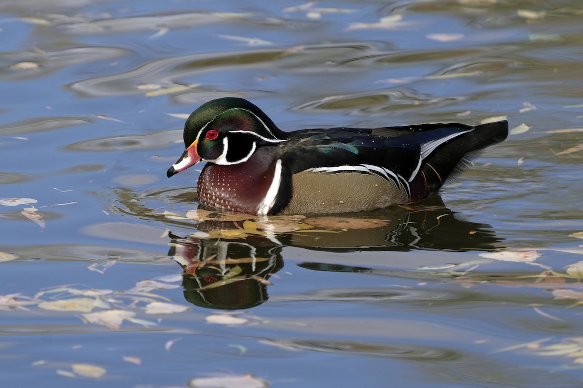 kachnička karolínská - ML645595880