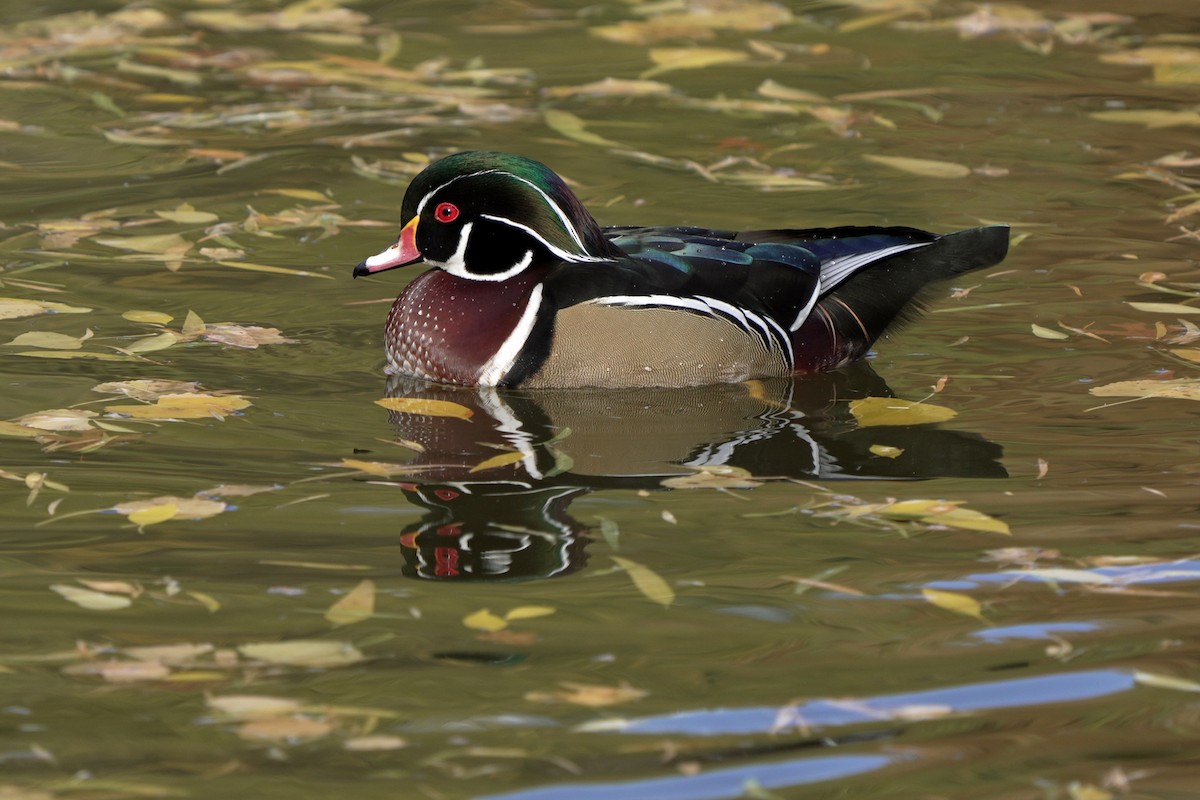 kachnička karolínská - ML645595882