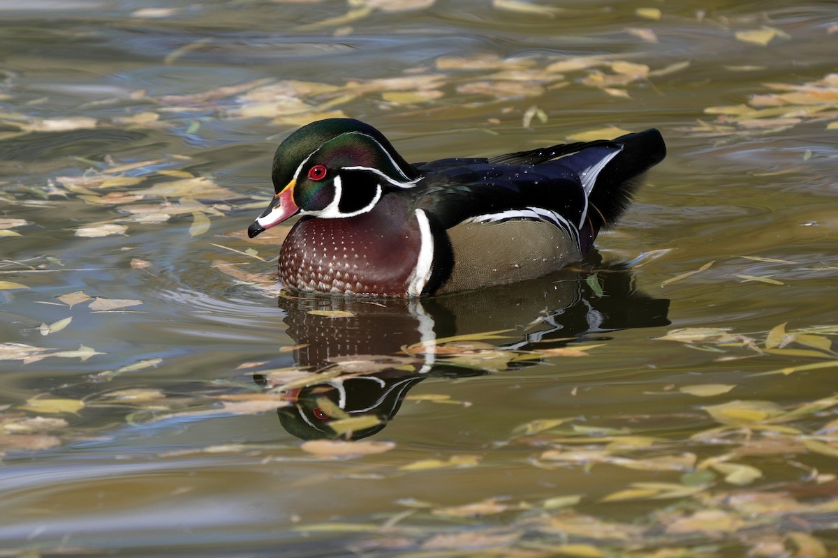 kachnička karolínská - ML645595883