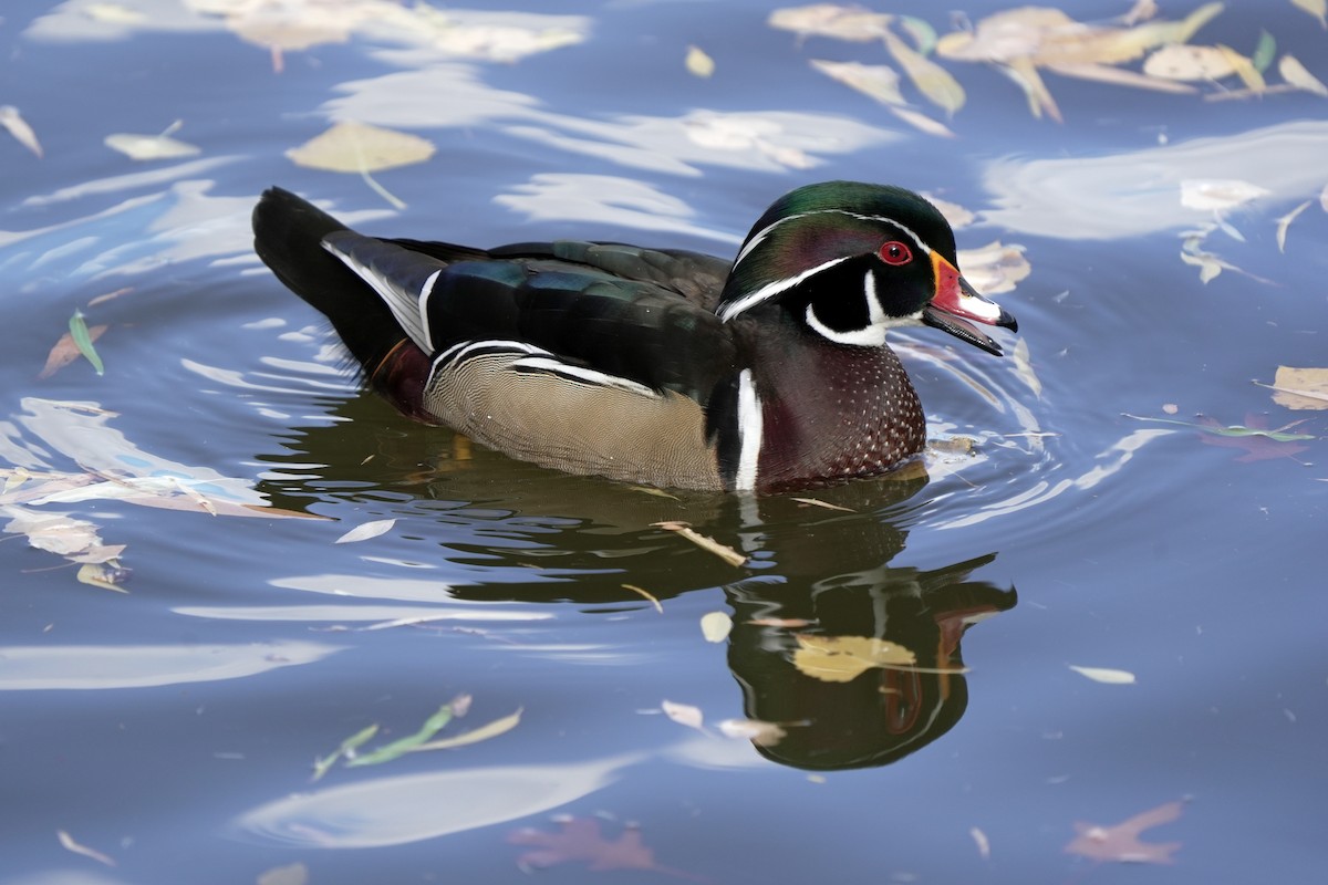 kachnička karolínská - ML645595887