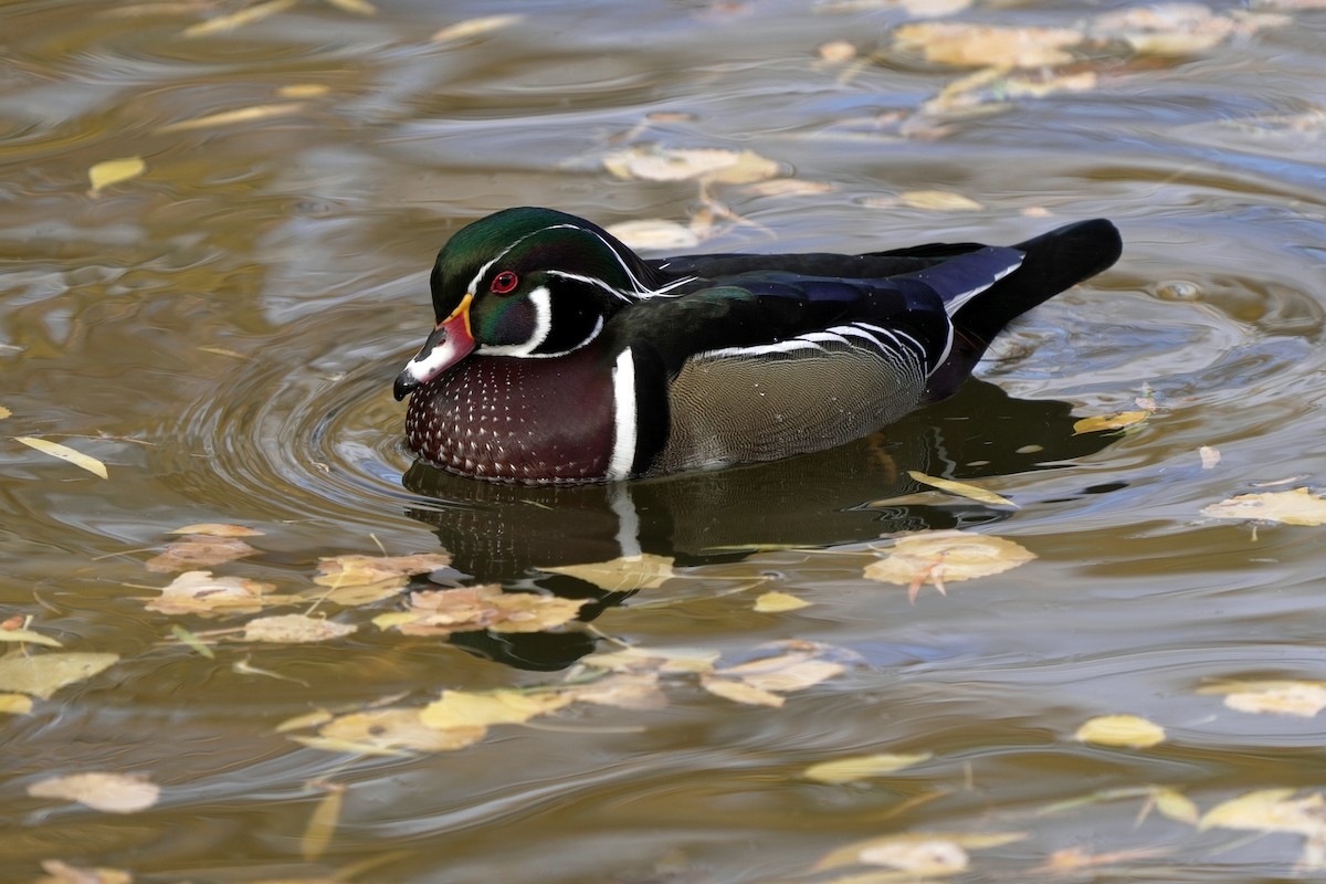 kachnička karolínská - ML645595888