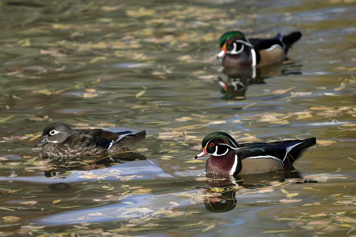 kachnička karolínská - ML645595889