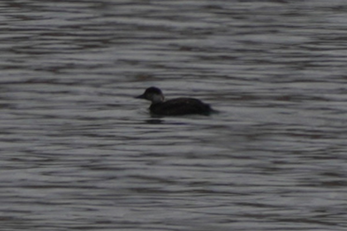 turpan žlutozobý - ML645595895