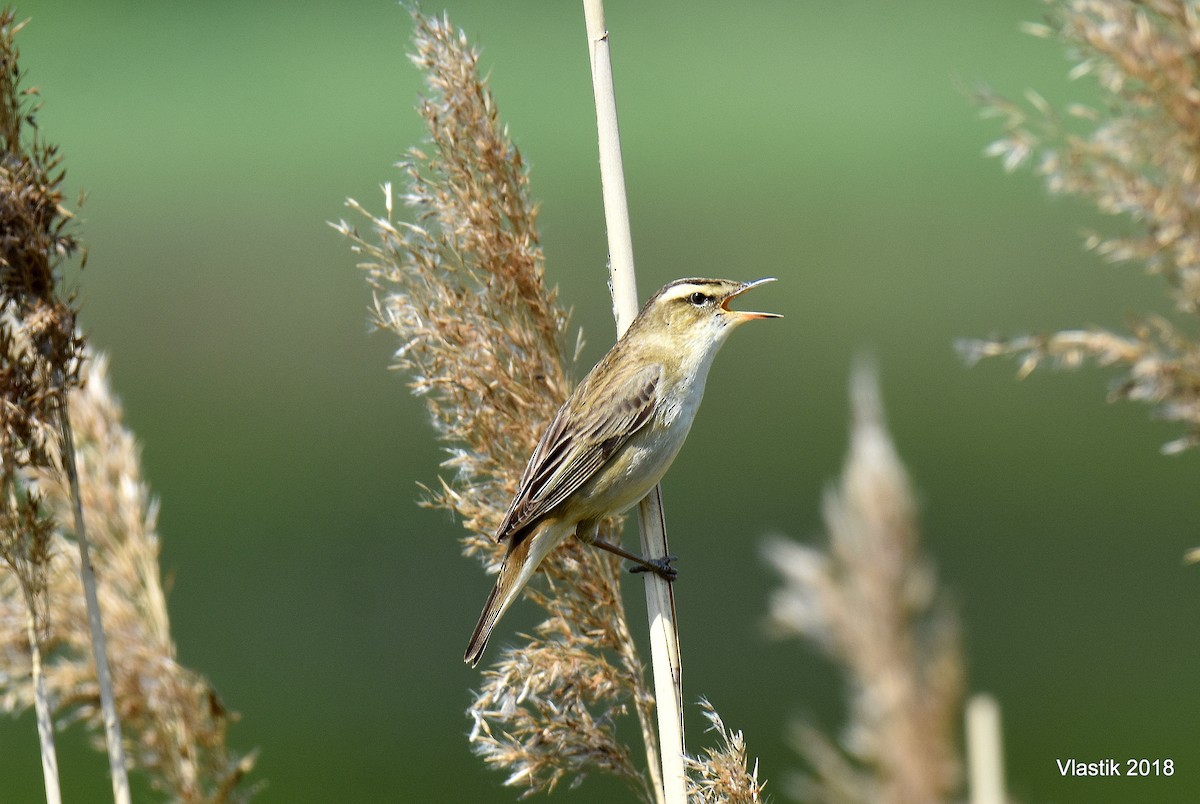 Sedge Warbler - ML645595896