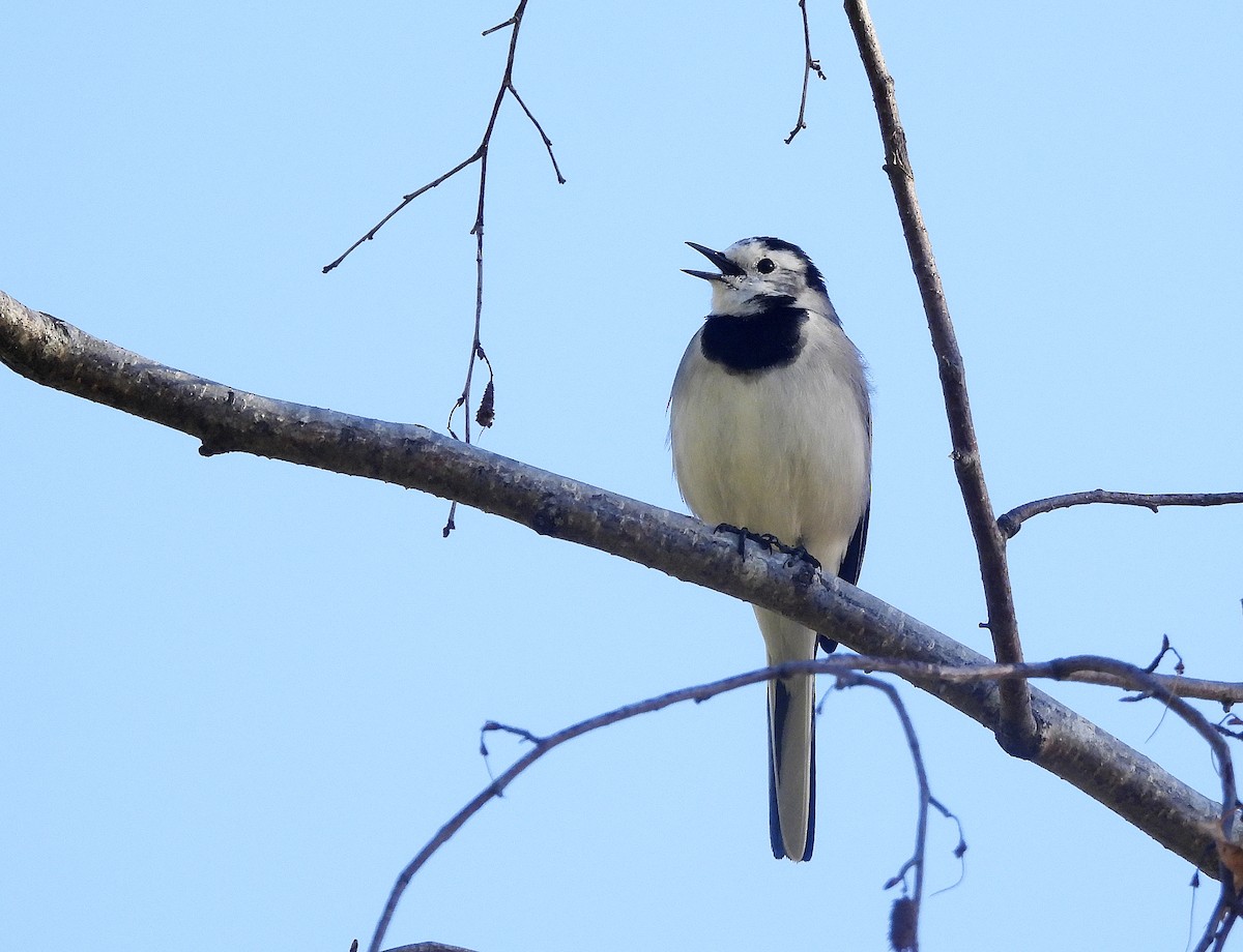 konipas bílý - ML645595898