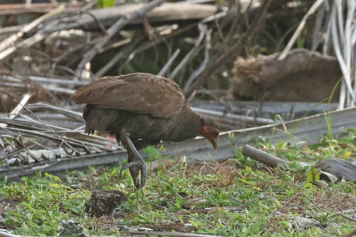 Philippine Megapode - ML645595902