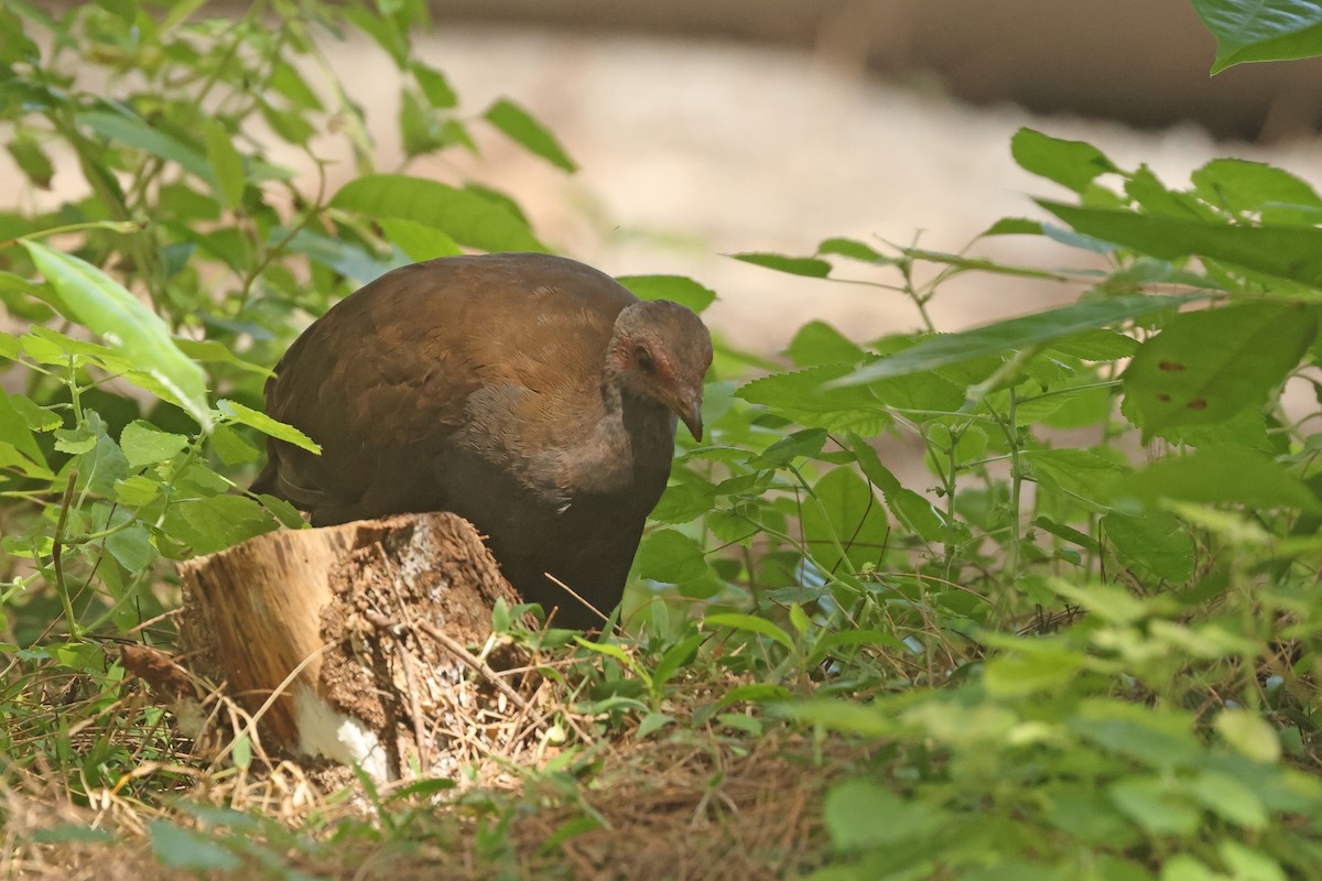 Philippine Megapode - ML645595903