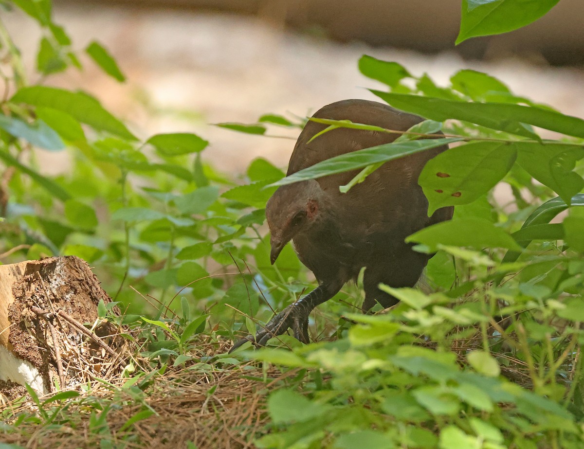 Philippine Megapode - ML645595904