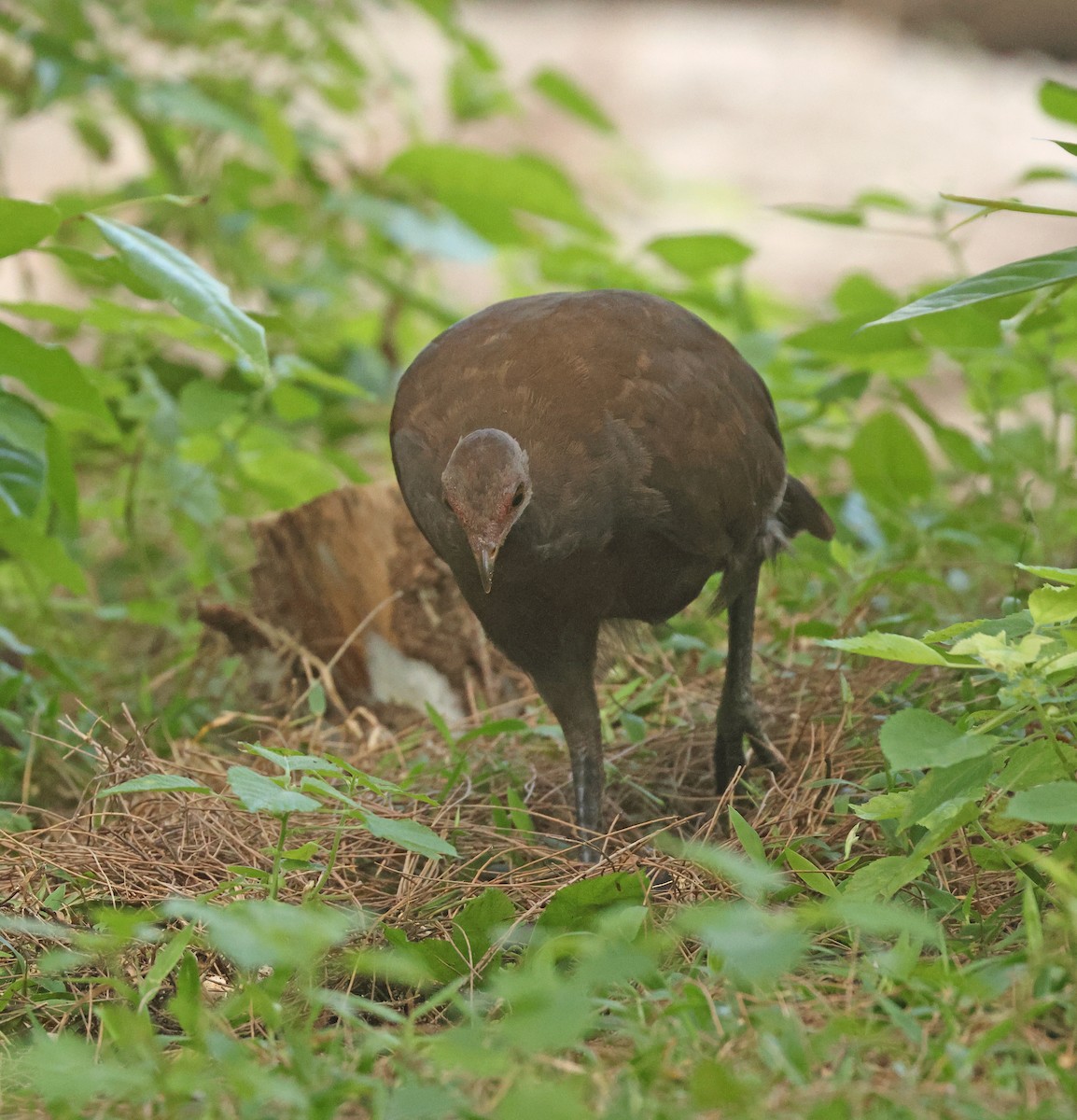 Philippine Megapode - ML645595905