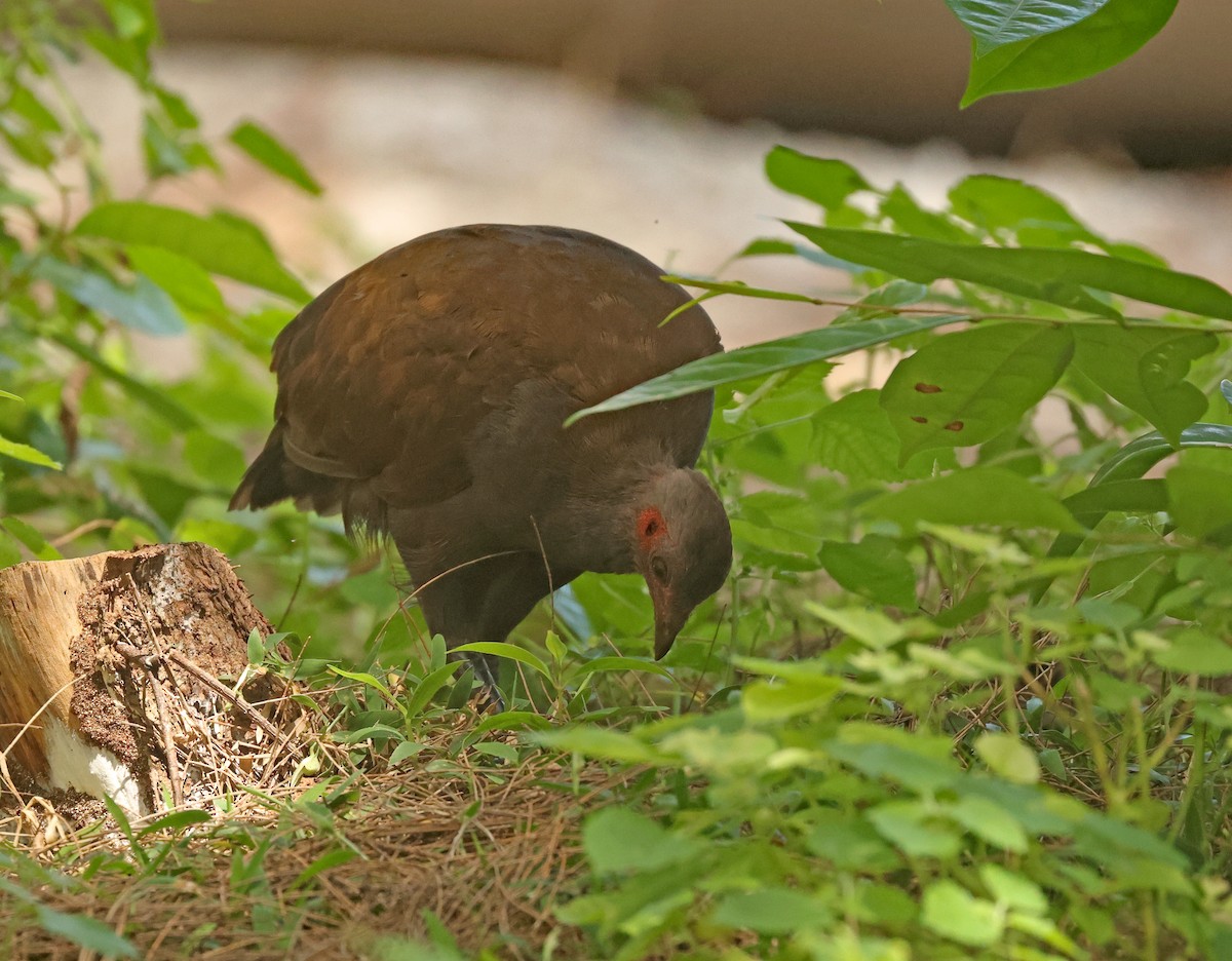 Philippine Megapode - ML645595906