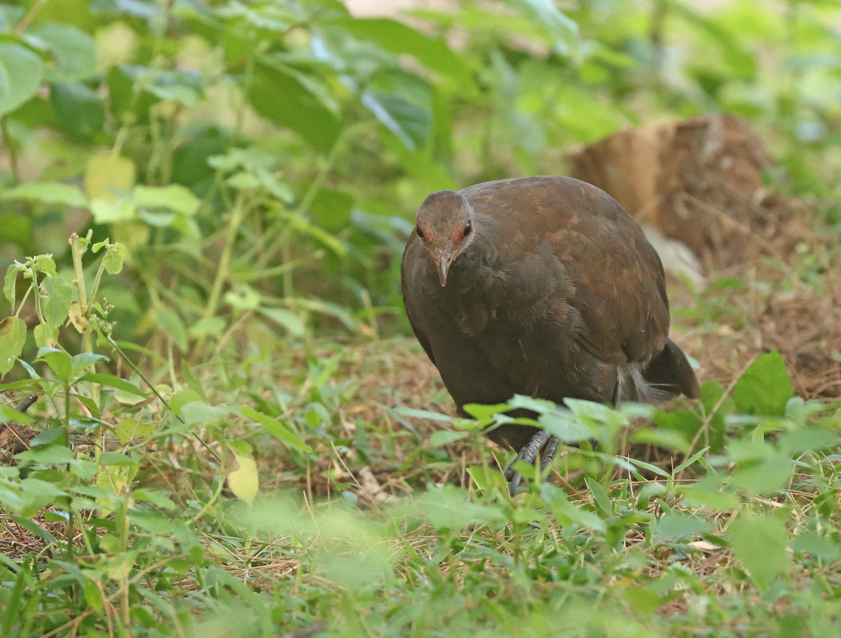 Philippine Megapode - ML645595907