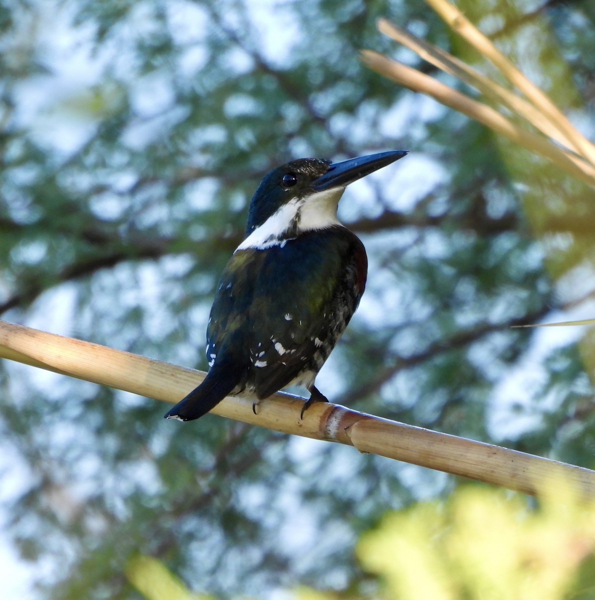 rybařík zelený - ML645595908