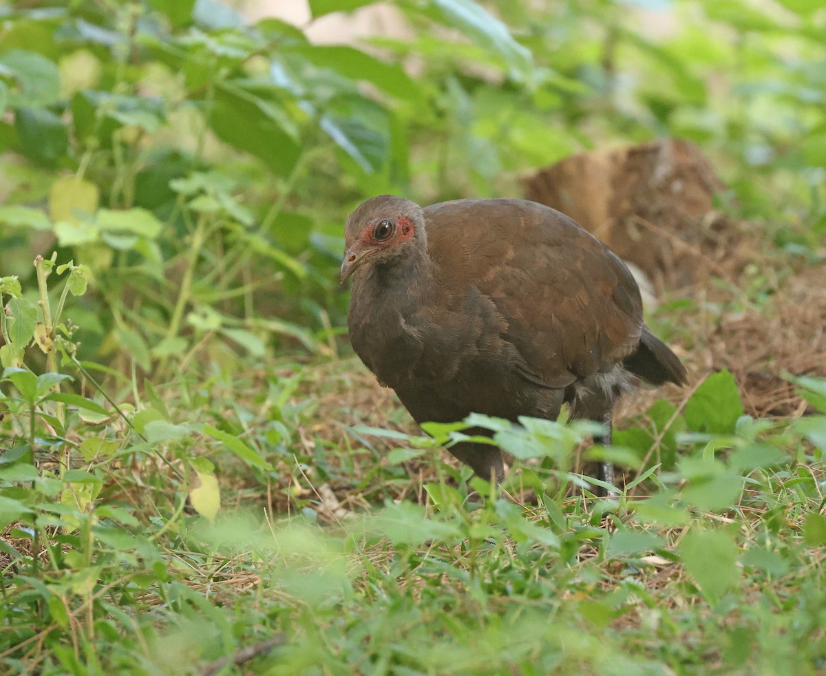 Philippine Megapode - ML645595909