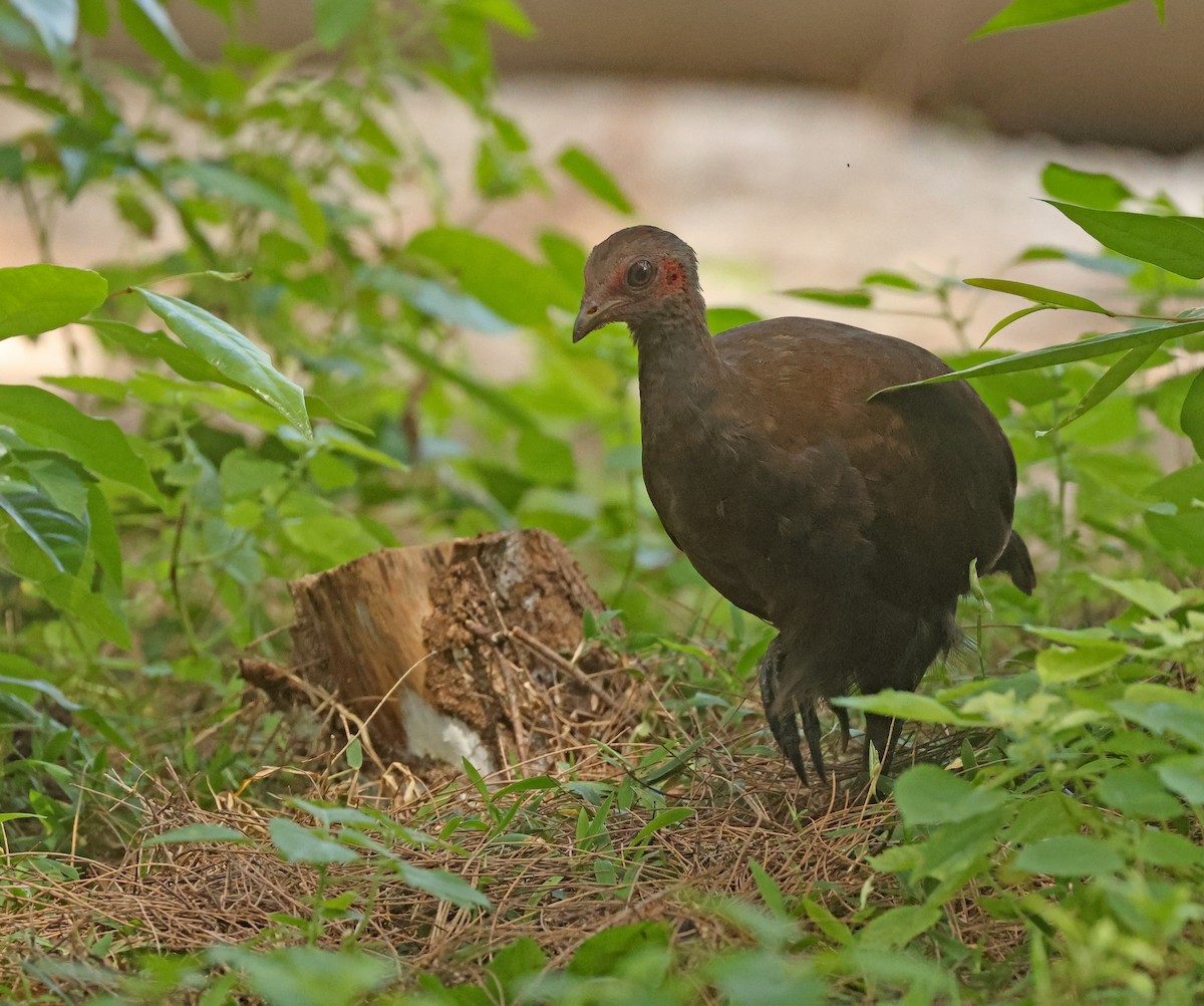 Philippine Megapode - ML645595910