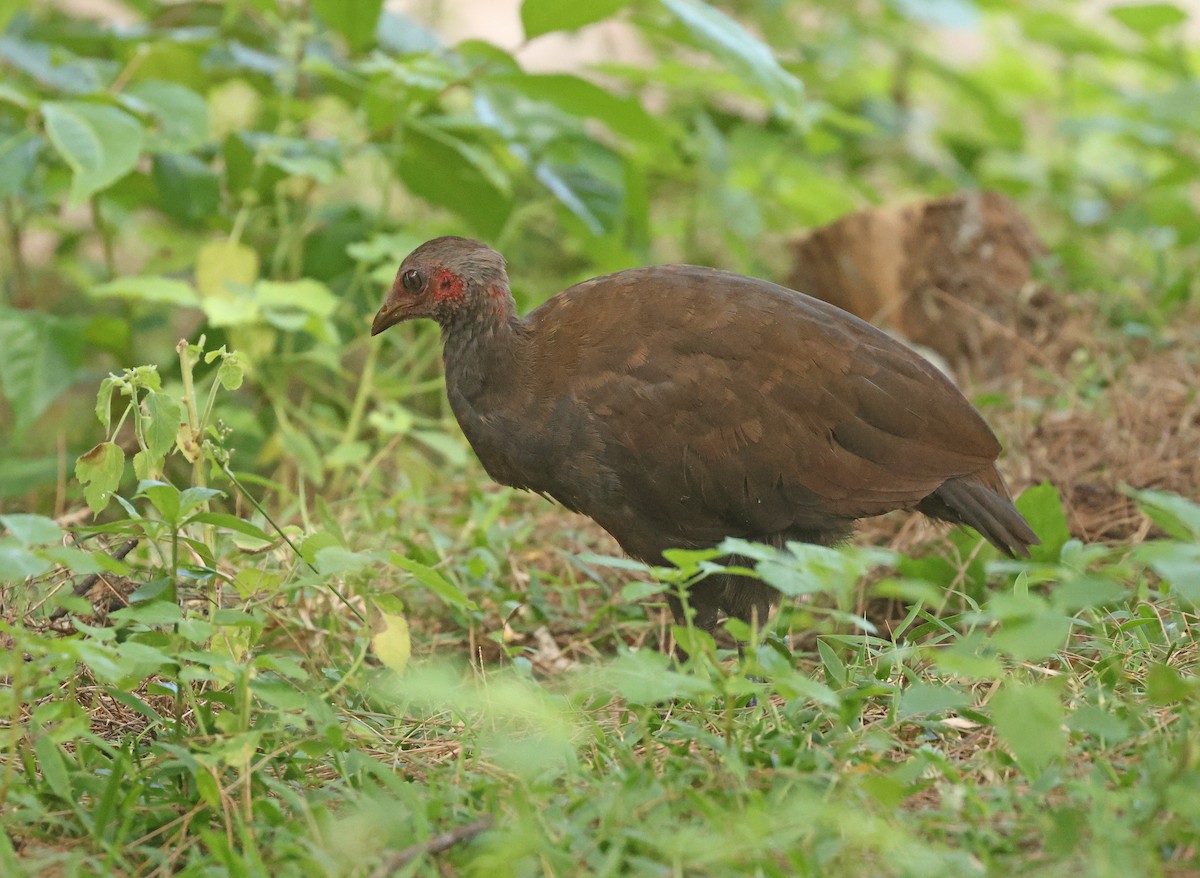 Philippine Megapode - ML645595911