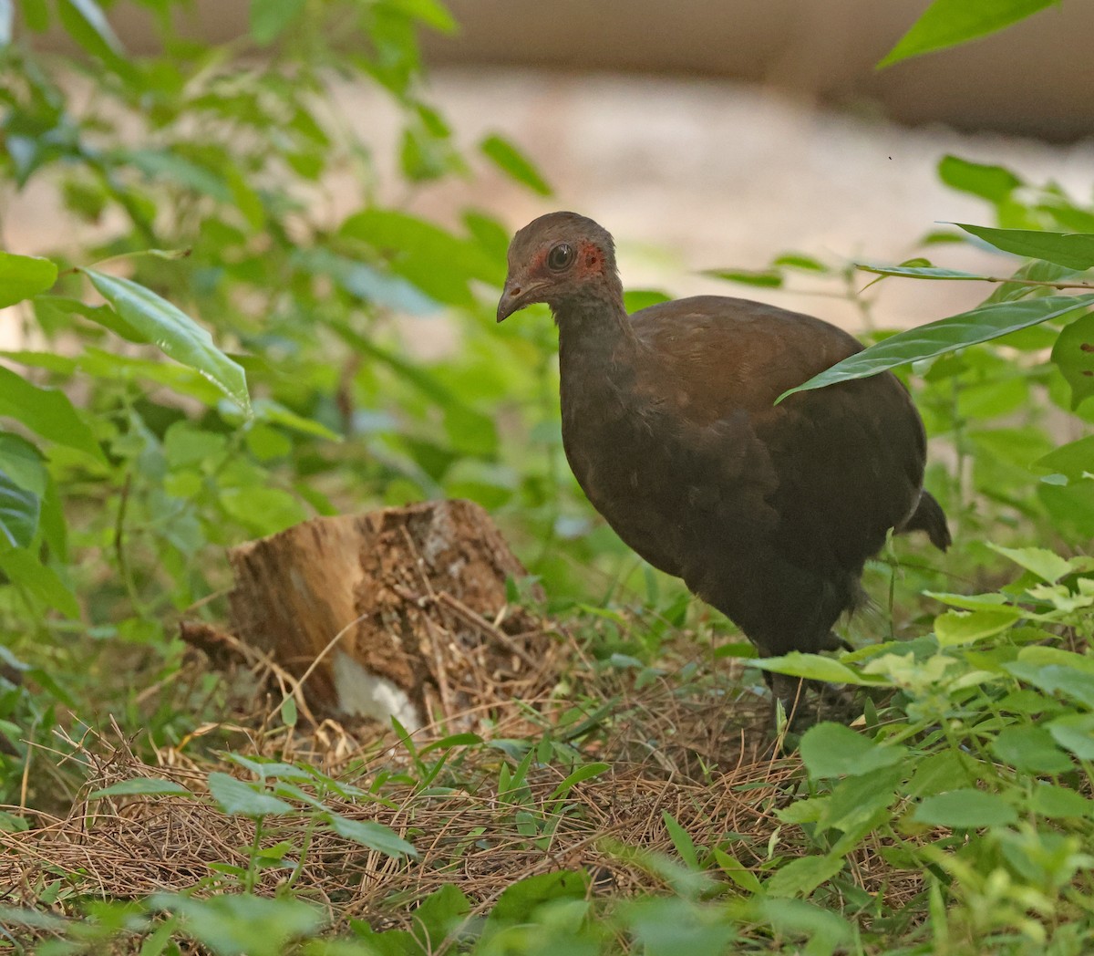 Philippine Megapode - ML645595912