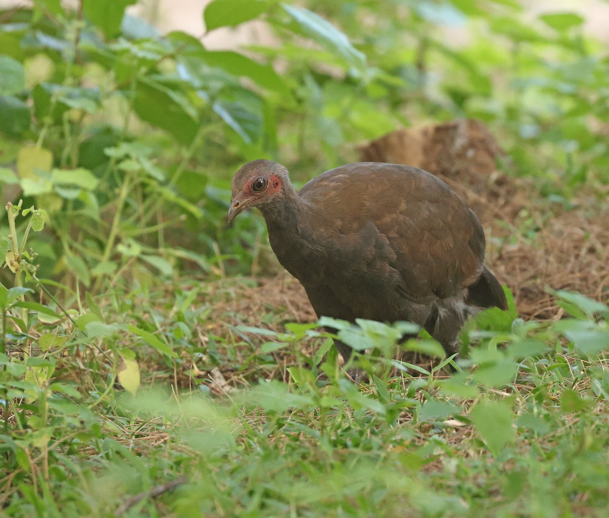 Philippine Megapode - ML645595913