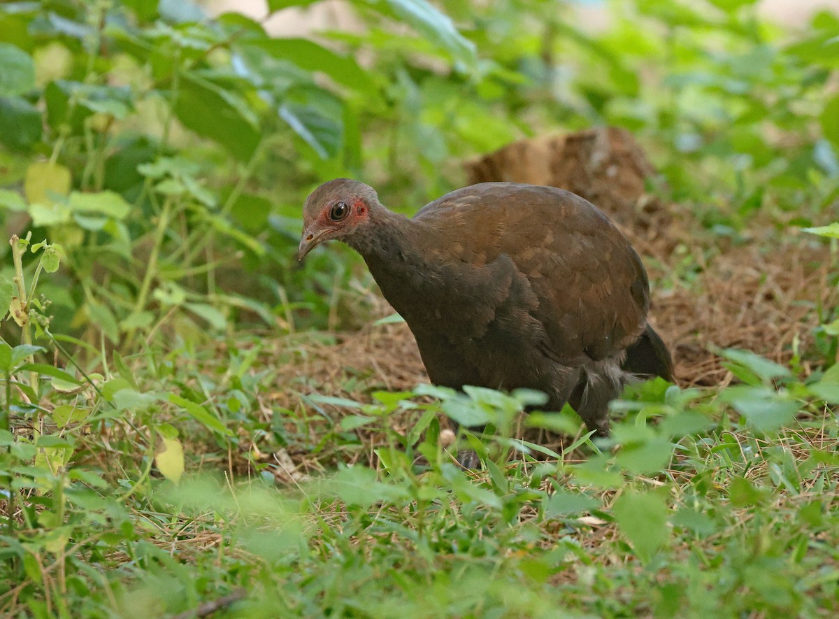 Philippine Megapode - ML645595914