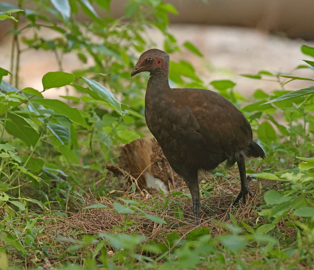 Philippine Megapode - ML645595915