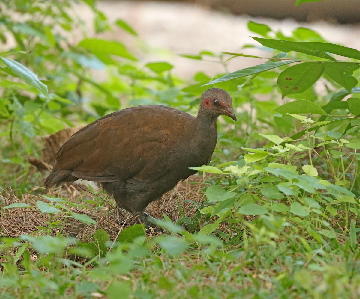 Philippine Megapode - ML645595916