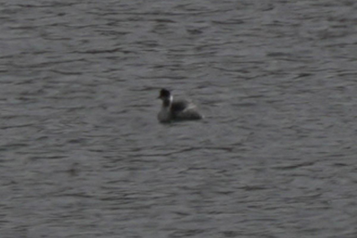 potápka černokrká - ML645595918